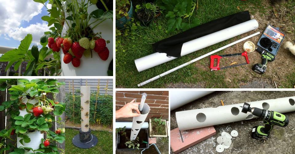 How To Make a Vertical Strawberry Tower From PVC Pipe - Decor Units How To Make a Vertical Strawberry Tower From PVC Pipe - Decor Units