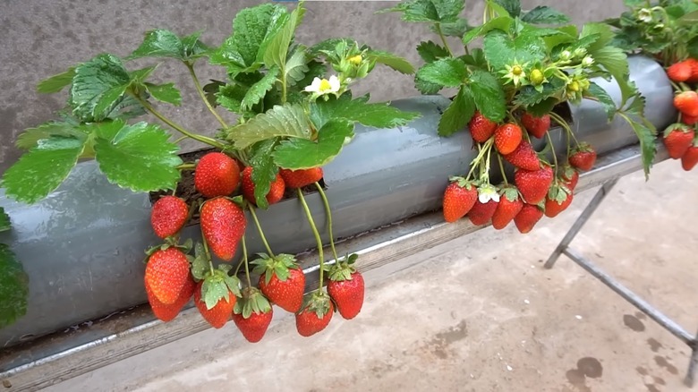 Growing strawberries in PVC pipes vertically – Healthy Food Near Me Growing strawberries in PVC pipes vertically – Healthy Food Near Me